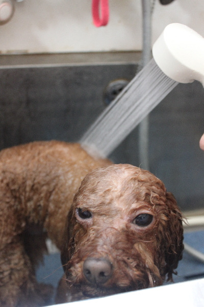 千葉県市川市のトイプードルのオゾンシャワー画像
