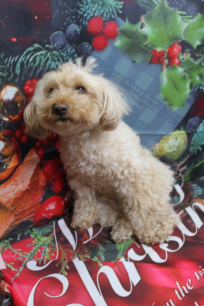 千葉県船橋市のトイプードルのトリミング前画像