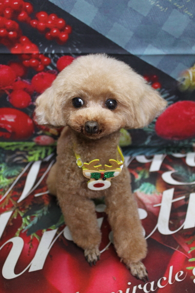 千葉県印西市のトイプードルのトリミング画像