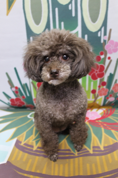 千葉県柏市のトイプードルのトリミング前画像