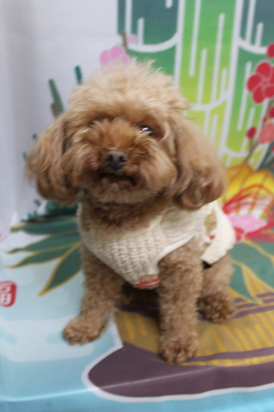 神奈川県横浜市のトイプードルのトリミング前画像