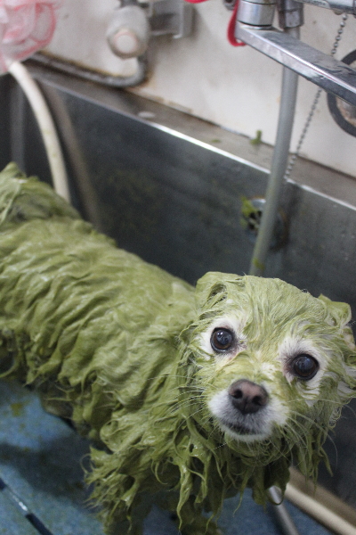 東京都港区のポメラニアンのハーブパック画像