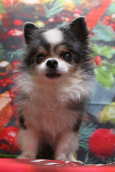 千葉県鎌ケ谷市のチワワのトリミング前画像