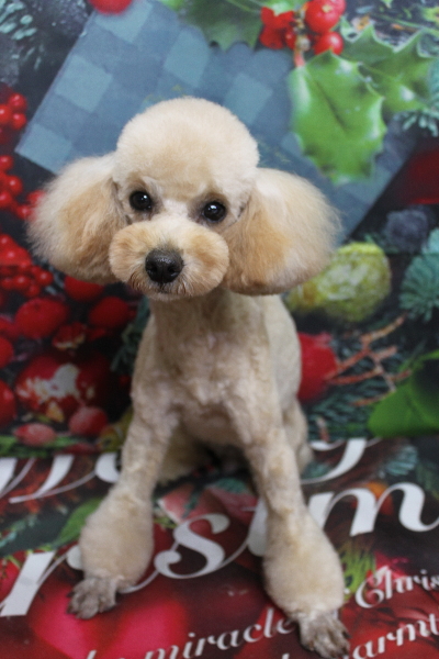 トイプードルブリーダーの成犬、トリミング画像