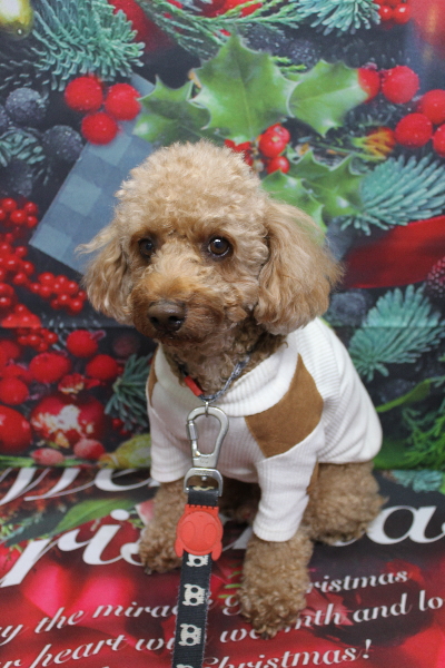 千葉県船橋市のトイプードルのトリミング前画像