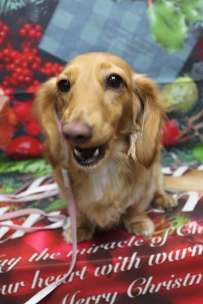 千葉県船橋市のミニチュアダックスのトリミング前画像