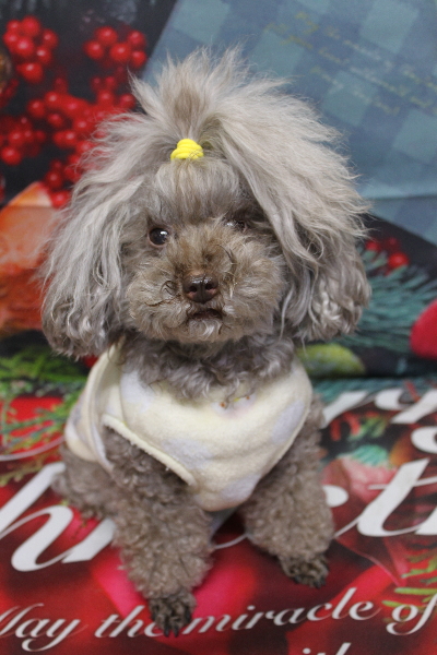 千葉県船橋市のトイプードルのトリミング前画像