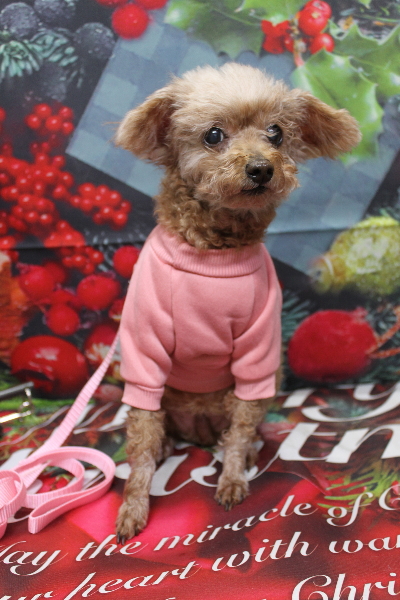 千葉県船橋市のトイプードルのトリミング前画像