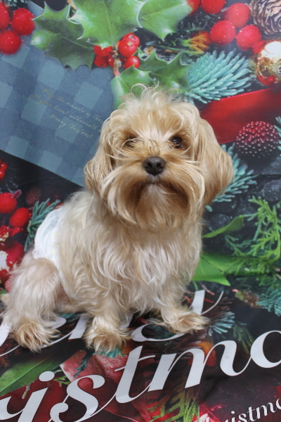 千葉県鎌ヶ谷市のミックス犬のトリミング前画像