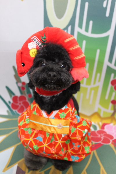 千葉県鎌ヶ谷市のトイプードルのトリミング画像