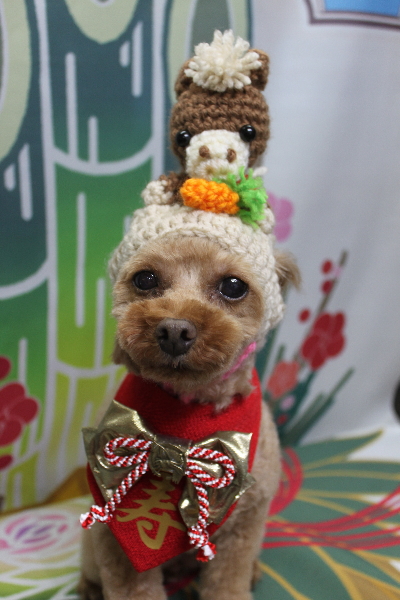 神奈川県横浜市のトイプードルのトリミング画像