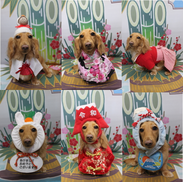 千葉県船橋市のミニチュアダックスのトリミング画像