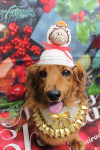 千葉県鎌ケ谷のミニチュアダックスのトリミング画像