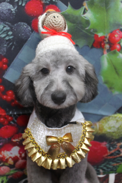 千葉県鎌ヶ谷市のトイプードルのトリミング画像