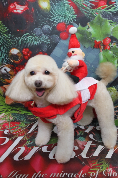 千葉県船橋市のトイプードルのトリミング画像