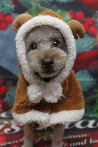 千葉県鎌ケ谷市のトイプードルのトリミング画像