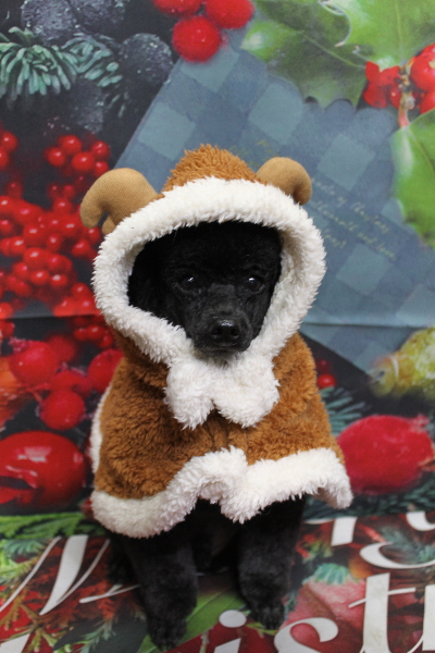 千葉県鎌ヶ谷市のトイプードルのトリミング画像