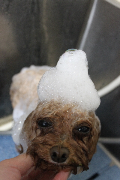 千葉県千葉市のトイプードルのシャンプー画像