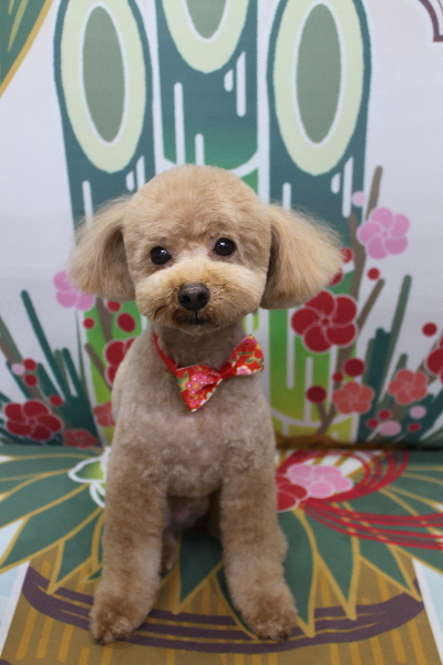 千葉県船橋市のトイプードルのトリミング画像