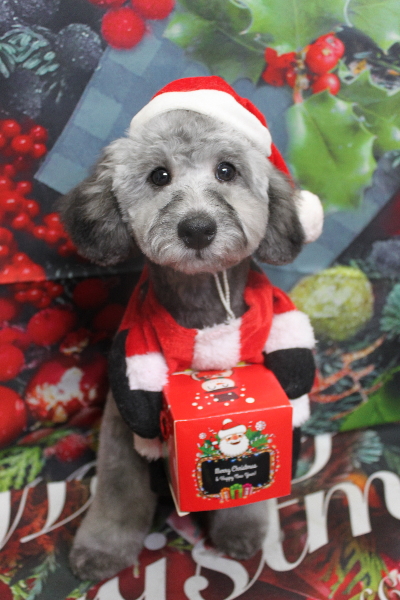 千葉県鎌ヶ谷市のトイプードルのトリミング画像