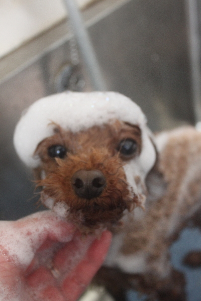 千葉県鎌ケ谷市のトイプードルのシャンプー画像