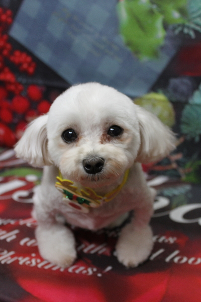 千葉県鎌ケ谷市のミックス犬のトリミング画像