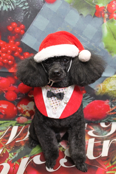 千葉県鎌ヶ谷市のトイプードルのトリミング画像