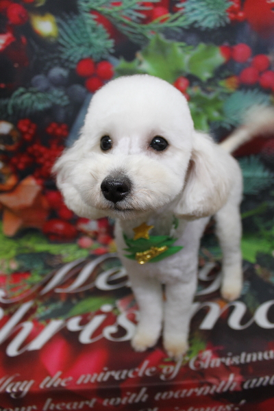 千葉県船橋市のトイプードルのトリミング画像