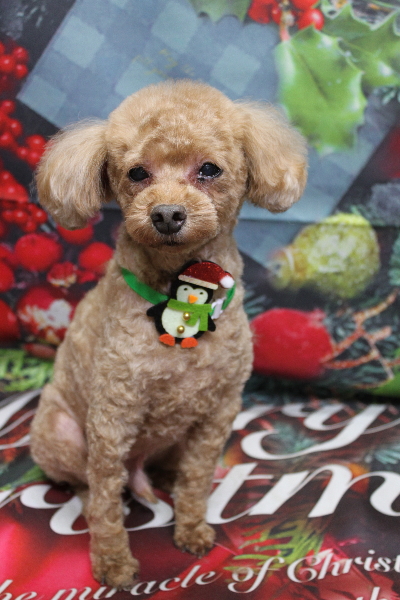 千葉県船橋市のトイプードルのトリミング画像