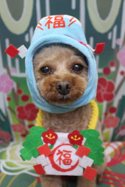 神奈川県横浜市のトイプードルのトリミング画像