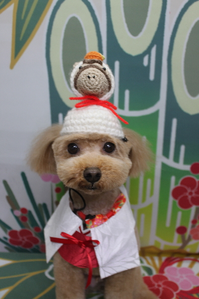 千葉県船橋市のトイプードルのトリミング画像