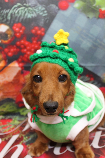 千葉県鎌ケ谷のミニチュアダックスのトリミング画像