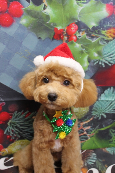 千葉県船橋市のトイプードルのトリミング画像