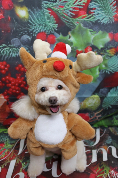 千葉県船橋市のトイプードルのトリミング画像