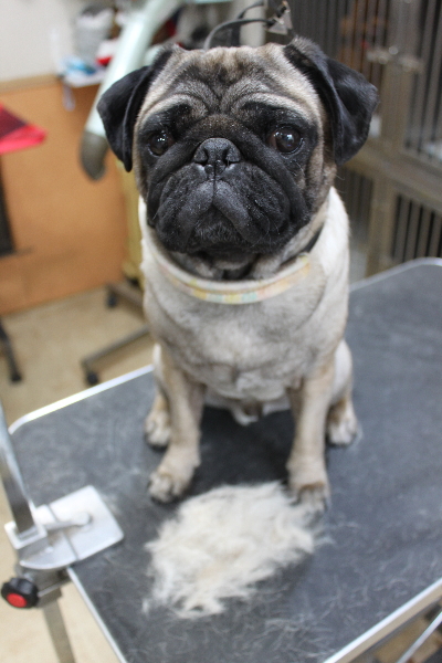 千葉県鎌ケ谷市のパグのトリミング前画像