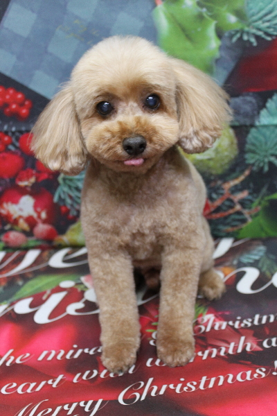 千葉県船橋市のトイプードルのトリミング画像