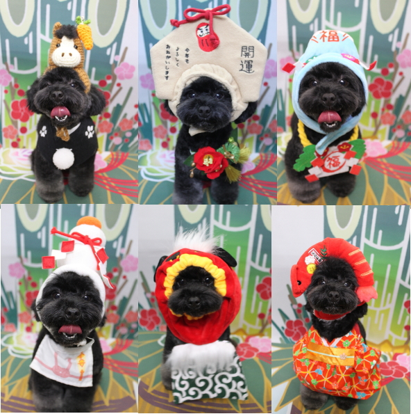 千葉県鎌ヶ谷市のトイプードルのトリミング画像