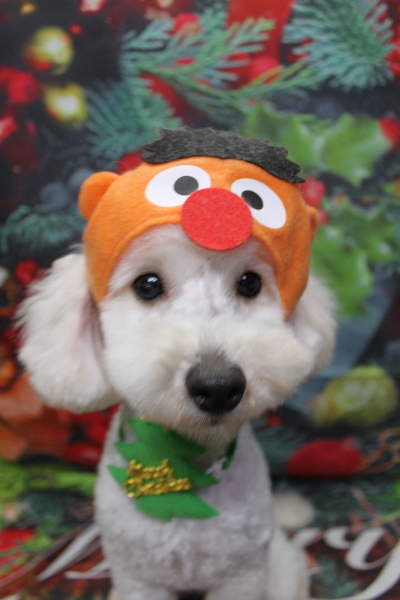 千葉県船橋市のトイプードルのトリミング画像