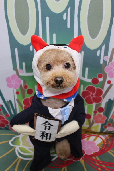 千葉県船橋市のトイプードルのトリミング画像