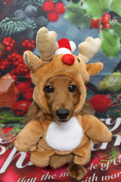 千葉県鎌ケ谷のミニチュアダックスのトリミング画像