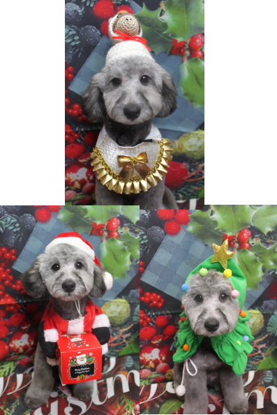 千葉県鎌ヶ谷市のトイプードルのトリミング画像