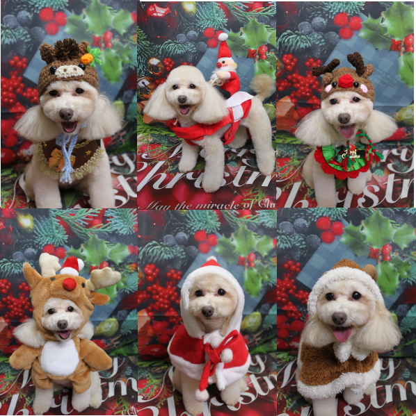 千葉県船橋市のトイプードルのトリミング画像