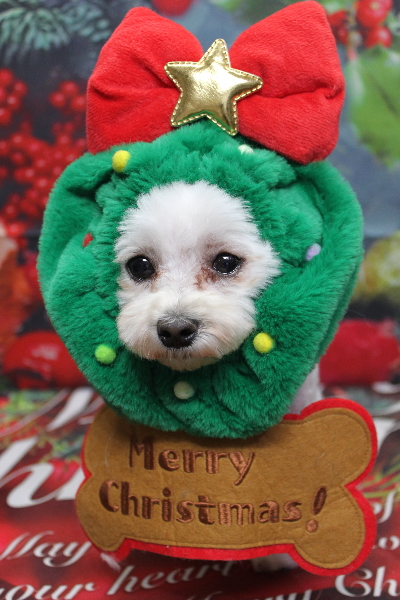 千葉県鎌ケ谷市のミックス犬のトリミング画像