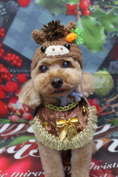 千葉県船橋市のトイプードルのトリミング画像