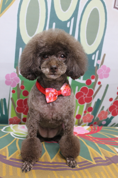 千葉県柏市のトイプードルのトリミング画像