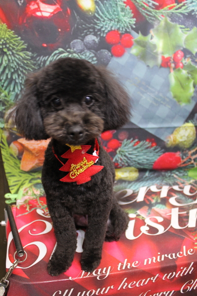 千葉県船橋市のトイプードルのトリミング画像