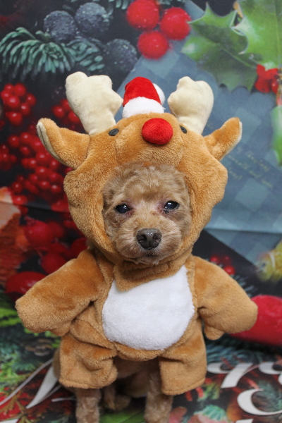 千葉県船橋市のトイプードルのトリミング画像