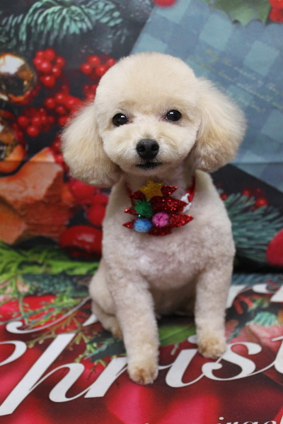 千葉県鎌ケ谷市のトイプードルのトリミング画像