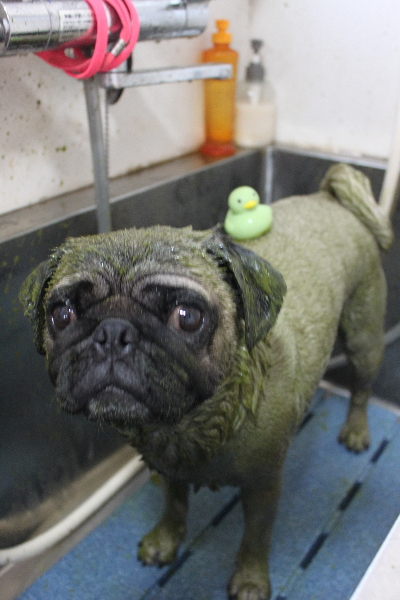 千葉県鎌ケ谷市のパグのハーブパック画像