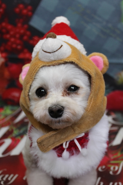 千葉県鎌ケ谷市のミックス犬のトリミング画像